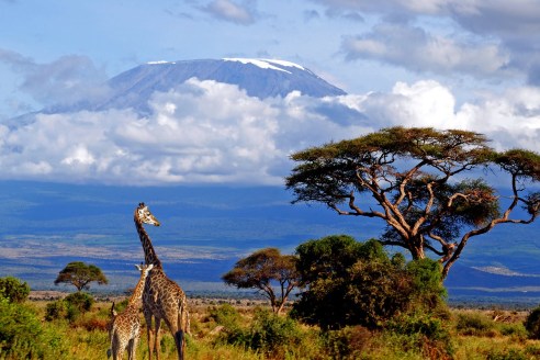 Kilimanjaro giraffe lrg